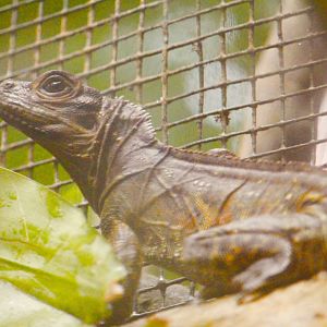 Philippine Sailfin Dragon (Hydrosaurus pustulatus)