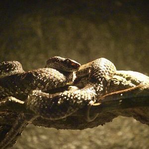 Beautiful Pit Viper (Trimeresurus venustus)