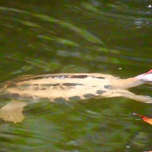 Painted River Terrapin (Batagur borneoensis) / Male