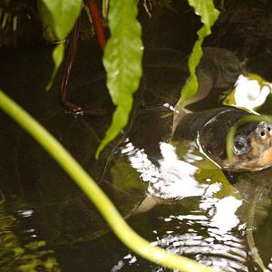 Malayan Giant Turtle (Orlitia borneensis)