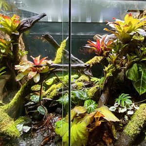 Newly Scaped Vivariums