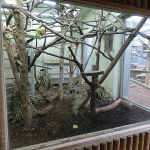 Two-toed sloth and Mouse deer enclosure