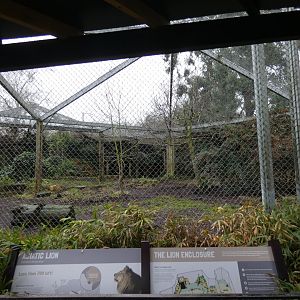 Asiatic lion enclosure