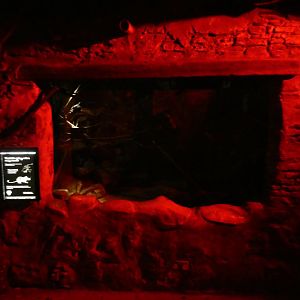 Turkish spiny mouse enclosure (Twilight World Desert area)