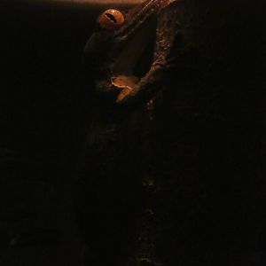 Henkel's leaf-tailed gecko