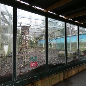 Asiatic lion enclosure glass area