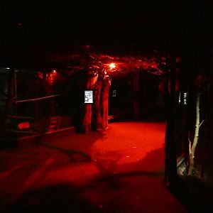 Twilight World (Forest area)