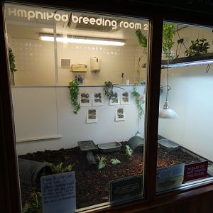 Mountain chicken enclosure