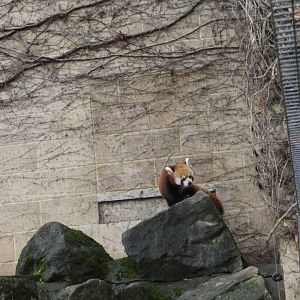 Red Panda