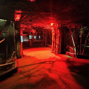 View in forest area (Twilight World)