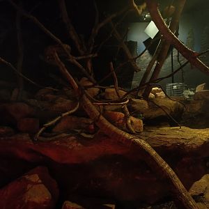 New Guinea ground cuscus enclosure (Twilight World)