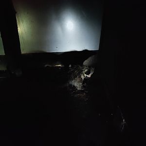 Aye-Aye (Twilight World)