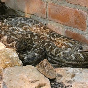 Cuban boa