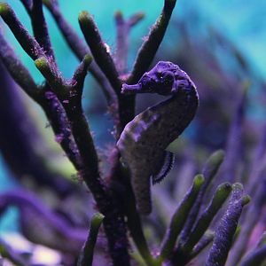 Knysna Seahorse (Hippocampus capensis)