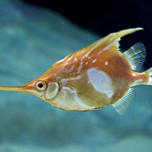 Longspine Bellowfish (Notopogon xenosoma)