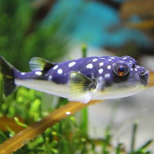 Evileye Pufferfish (Amblyrhynchotes honckenii)