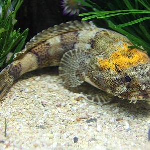 Snakehead toadfish (Batrichthys apiatus)
