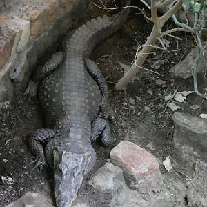 West African dwarf crocodile