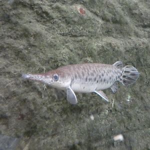 Spotted gar