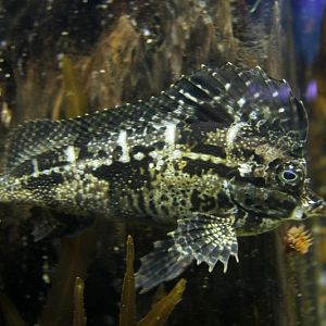 Spinenose horsefish (Congiopodus spinifer)