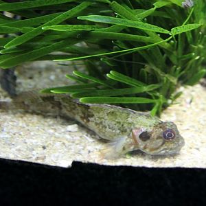 bluntnose klipfish (Clinus cottoides)