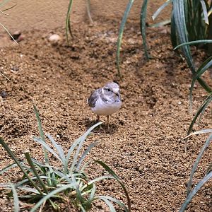 Piping Plover (Charadrius melodus), January 2017