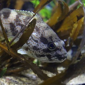 Koester (Acanthistius sebastoides)