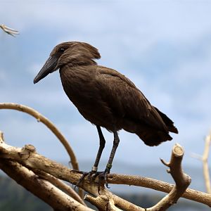 Hamerkop