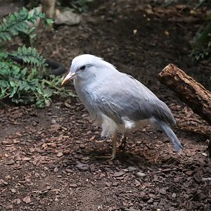 Kagu (Rhynochetos jubatus)