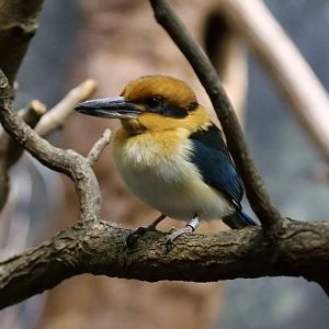 Guam Kingfisher (Todiramphus cinnamominus)