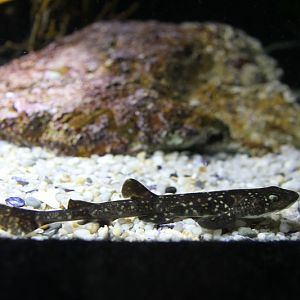 Dark shyshark (Haploblepharus pictus), juv.