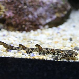 Puffadder shyshark (Haploblepharus edwardsii), juv.