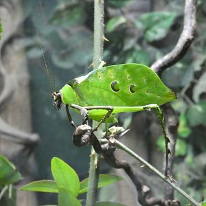 Malaysian leaf katydid