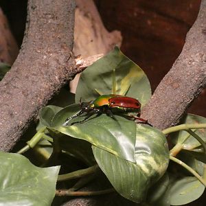 Horned flower beetle