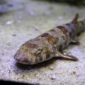 Puffadder shyshark (Haploblepharus edwardsii)