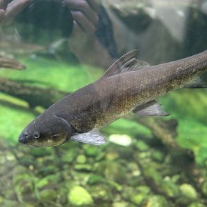 Berg-Breede River Whitefish (Barbus andrewi)