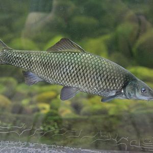 Clanwilliam sawfin (Pseudobarbus serra)