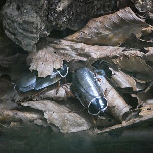 Simandoa cave cockroach