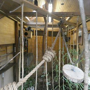 Lac Alaotra bamboo lemur indoor enclosure