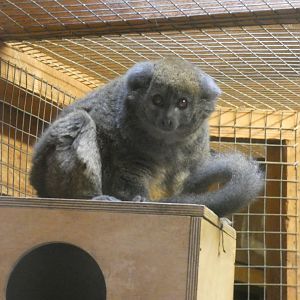 Lac Alaotra bamboo lemur