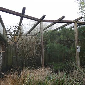 Lac Alaotra bamboo lemur outdoor enclosure