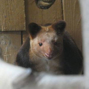 Goodfellow's tree-kangaroo