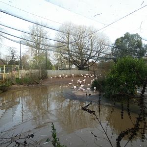 Flamingo aviary