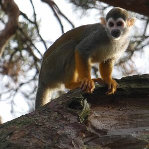 Common squirrel monkey