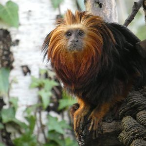 Golden-headed lion tamarin