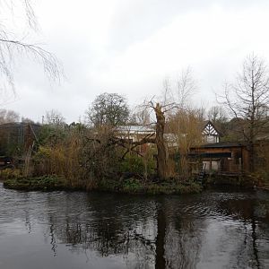 Golden lion tamarin island