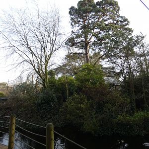 Common squirrel monkey island