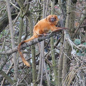 Golden lion tamarin