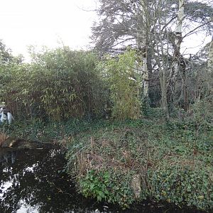 Golden-headed lion tamarin island