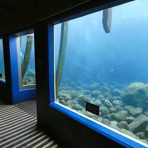 Fur seal underwater viewing